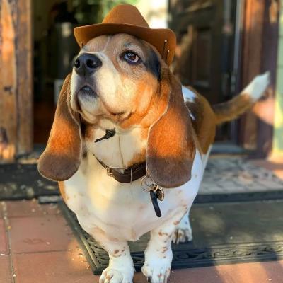 Dog Cowboy Hat Dogs Cat Outdoor Hats Adjustable Caps Fashion for Small Medium Dogs Cats Headwear Pet Accessories