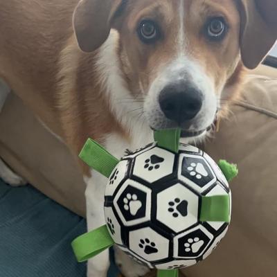 Dog Toys Soccer Ball with Straps, Interactive Dog Toys for Tug of War, Puppy Birthday Gifts, Dog Tug Toy, Dog Water Toy, Durable Dog Balls World Cup for Small & Medium Dogs